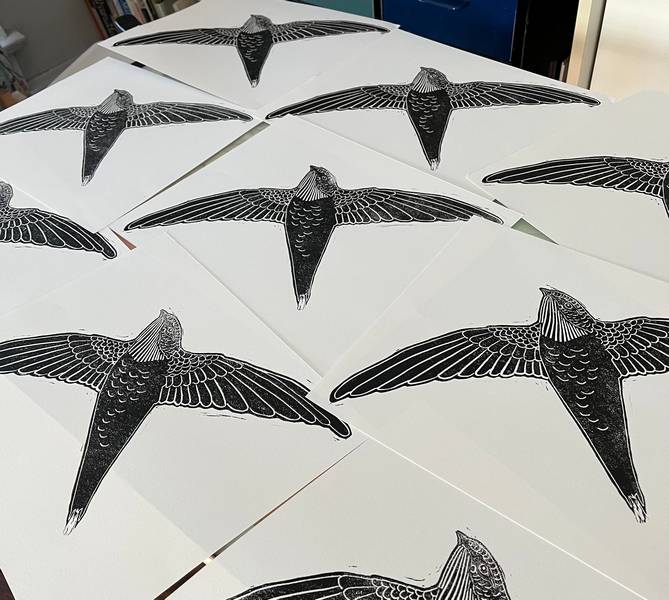 Chimney Swifts in Studio.